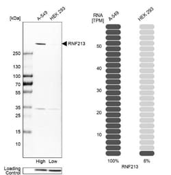 RNF213 Antibody, Novus Biologicals:Antibodies:Primary Antibodies